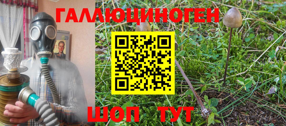 Псилоцибиновые грибы Psilocybe Абакан